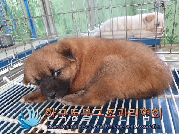 한국동물구조관리협회_441406202300704